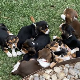 Beagle, Cavalier King Charles Spaniel, and Cavapoo Puppies from Beagles and Beyond, LLC