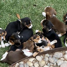 Beagle, Cavalier King Charles Spaniel, and Cavapoo Puppies from Beagles and Beyond, LLC