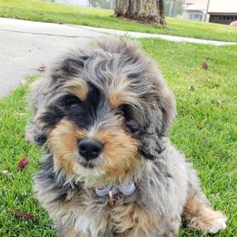 Bernedoodle Puppies from DoodlyDoodlyDoodles