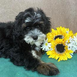 Stormy - Tri-color male Bernedoodle puppy in Seymour, Missouri from D and D’s Dandy Doodles