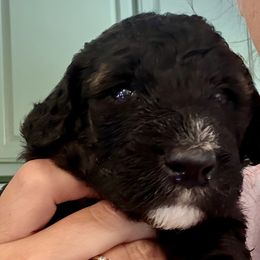 Bernedoodle Puppies from Triple W Doodles