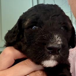 Bernedoodle Puppies from Triple W Doodles