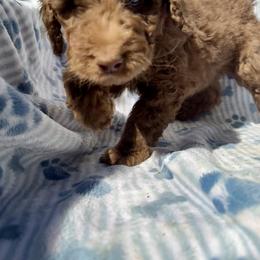 Chewy Jr - Brown and white male Aussiedoodle puppy in San Diego (Jamul), California from Lee Valley Scotties