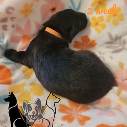 German Shepherd Puppies from Winsome German Shepherds