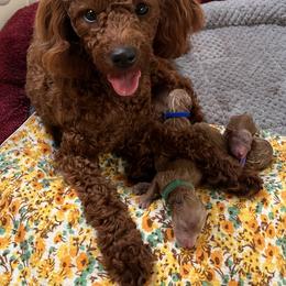 Poodle Puppies from Strawberry Poodle Patch