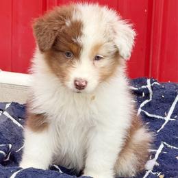 Gala - Red merle female Australian Shepherd puppy in Kearney, Nebraska from Helix Aussies