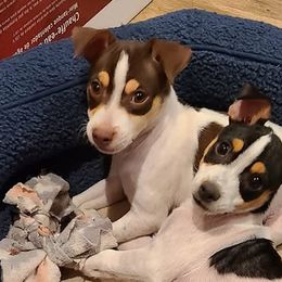 Boy 2 Big Chaco - Rat Terrier puppy from Angel Flight Kennel