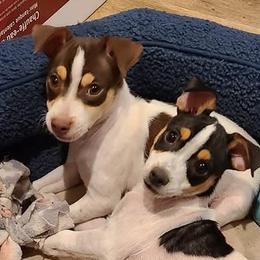 Boy 2 Big Chaco - Rat Terrier puppy from Angel Flight Kennel