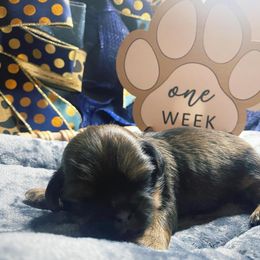 Shih Tzu Puppies from Crown & Tress Shih Tzu