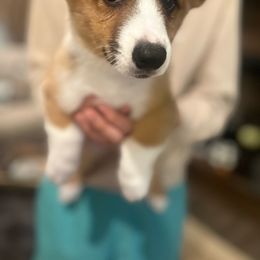Dax - Pembroke Welsh Corgi puppy from CanaanCorgis