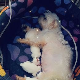 Maltese, Maltipoo, and Poodle Puppies from Mias Bayou Puppies, LLC