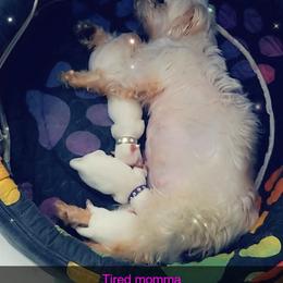 Maltese, Maltipoo, and Poodle Puppies from Mias Bayou Puppies, LLC