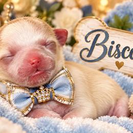 Biscotti - Gold male Yorkshire Terrier puppy in Warren, Michigan from Danielle's Yorkie Babies