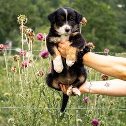 Border Collie Puppies from Cullins Collies