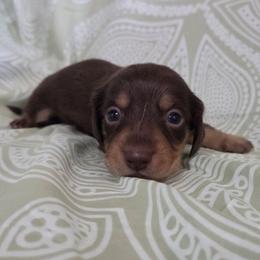Bo 2k plus fee CKC - Chocolate and tan male Dachshund puppy in Cowen, West Virginia from Bennett Babies