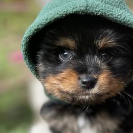 Companion Crosses, Goldendoodles, Pomeranians, and Yorkshire Terriers from Dbos Furry Friends