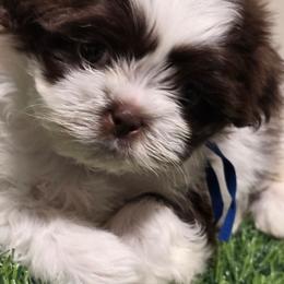Boy Five - Liver and white male Shih Tzu puppy in New Bern, North Carolina from Kuddly Creatures