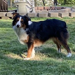 Syren - Miniature Australian Shepherd