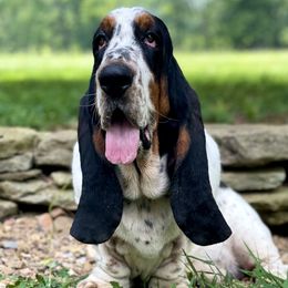 Louie - Basset Hound