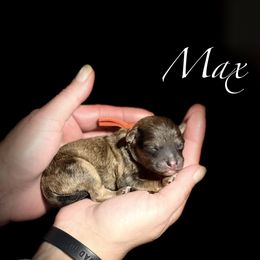 Max - Sable male Cavapoo puppy in Spokane, Washington from Treasured Cavaliers of the Pacific Northwest