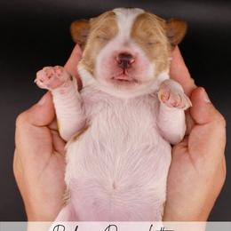 Brownie - Parti female Goldendoodle puppy in Comanche, Texas from Central Texas Doodles, LLC.