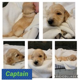 Goldendoodle Puppies from Nicole Christensen