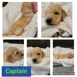 Goldendoodle Puppies from Nicole Christensen