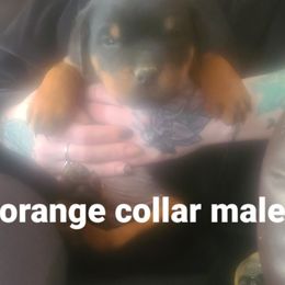 Boy 1 - Rottweiler puppy in Maplewood Park, Ohio from Outlaw Rottweilers and Training