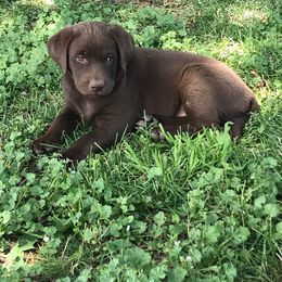 Labrador Retriever Puppies from McKay Creek Labs