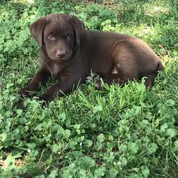 Labrador Retriever Puppies from McKay Creek Labs