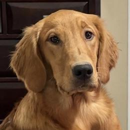 Lola - Golden Retriever