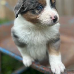 Toby - Blue merle male Miniature Australian Shepherd puppy in Bethany, Illinois from Rachel at Marrowbone Creek Aussies