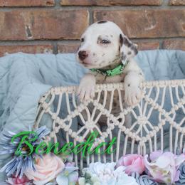 Benedict - White and liver brown male Dalmatian puppy in Mount Vernon, Missouri from Spots & Spirals