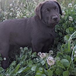 Sol - Chocolate male Labrador Retriever puppy in Princeton, Oregon from Learning With Dogs
