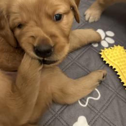 Golden Retriever puppies from Sun Ridge Goldens