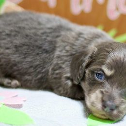Pollie - Blue and cream male Dachshund puppy in Bellville, Ohio from JK Mini Doxies