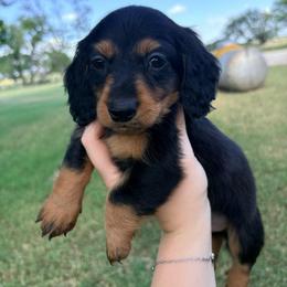 Hank - Black and tan male Dachshund puppy in Goldthwaite, Texas from Mini Mama Dachshunds