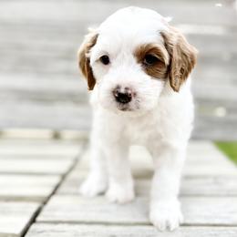 Iris (Purple) - Parti female Goldendoodle puppy in Twin Falls, Idaho from Magic Valley Family Doodles