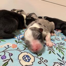 Girl 1 - Blue merle female Australian Shepherd puppy in Martville, New York from Jasmin's Australian Shepherds