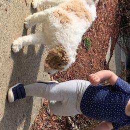 Cavalier King Charles Spaniel and Goldendoodle Puppies from Flannery’s lucky pup’s