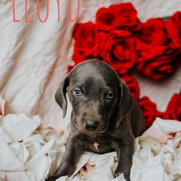 Weimaraner Puppies from North Georgia Weims
