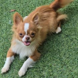 Rusty - Red and white male Chihuahua puppy in Palmyra, Indiana from Country Star Chihuahuas