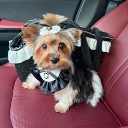 Sundae - Yorkshire Terrier