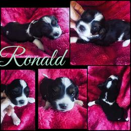 Ronald Weasley - Tri-color male Cavapoo puppy in Battle Lake, Minnesota from Panda Puppies