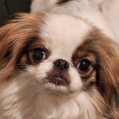 buddha - Japanese Chin