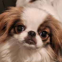 buddha - Japanese Chin