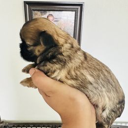 Cora - Brindle female Shih Tzu puppy in Bennett, Colorado from Victorio Boxers & Shih-Tzu's