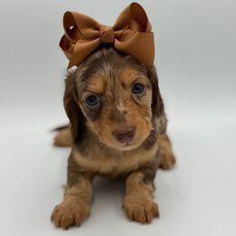 Cookie Choc Dapple Female 2 - Dapple female Dachshund puppy in North Branch, Michigan from Doxie View Acres