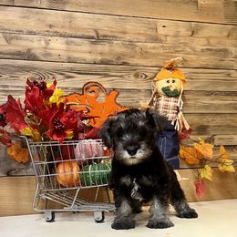 Miniature Schnauzer Puppies from Texas Schnauzers
