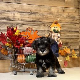 Miniature Schnauzer Puppies from Texas Schnauzers